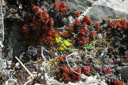 Image of Yukon podistera