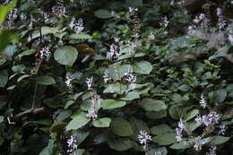 Image of speckled spur flower