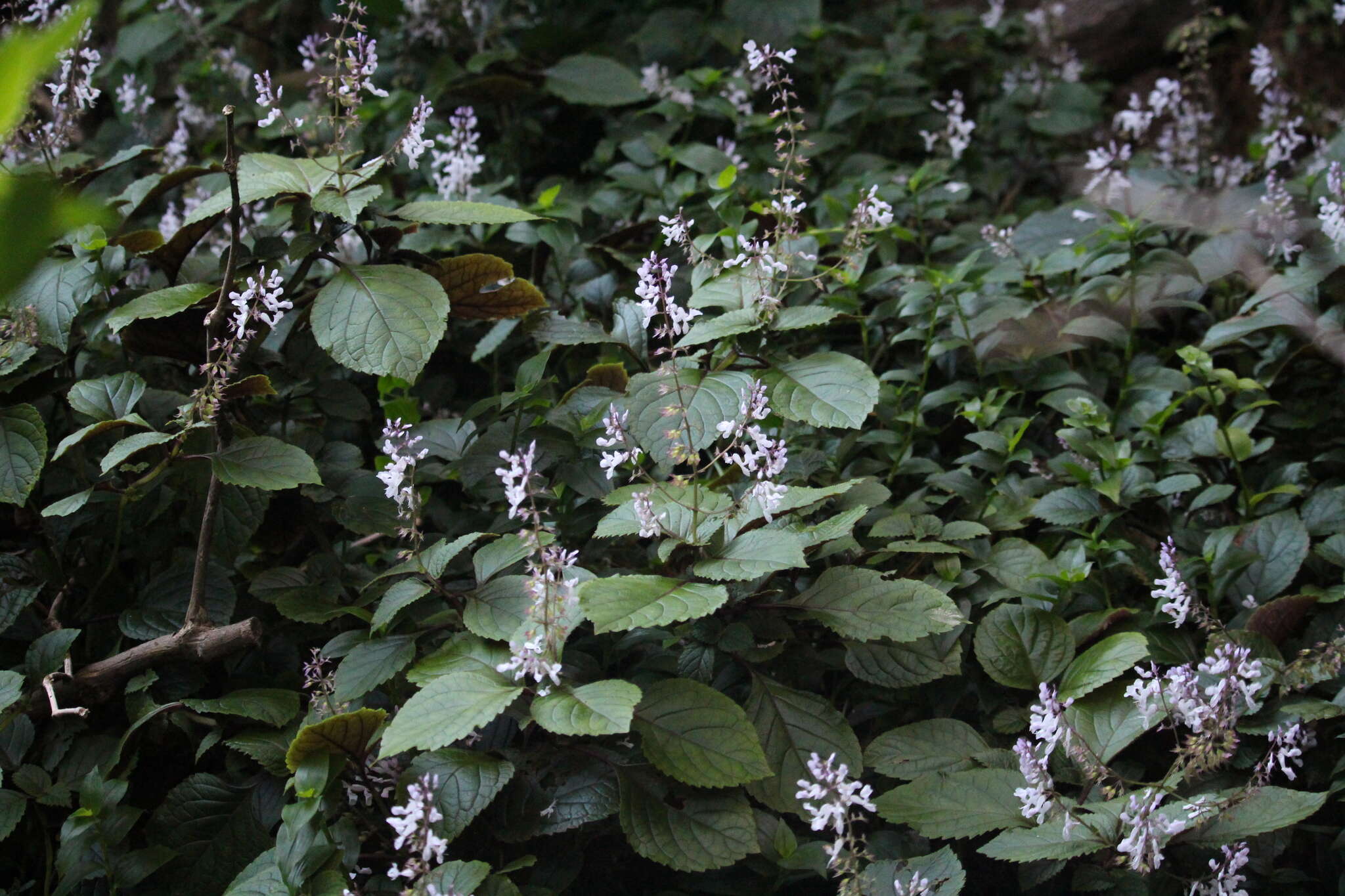 Image de Plectranthus ciliatus E. Mey.