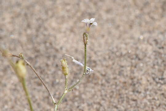 Image of Lott's gilia