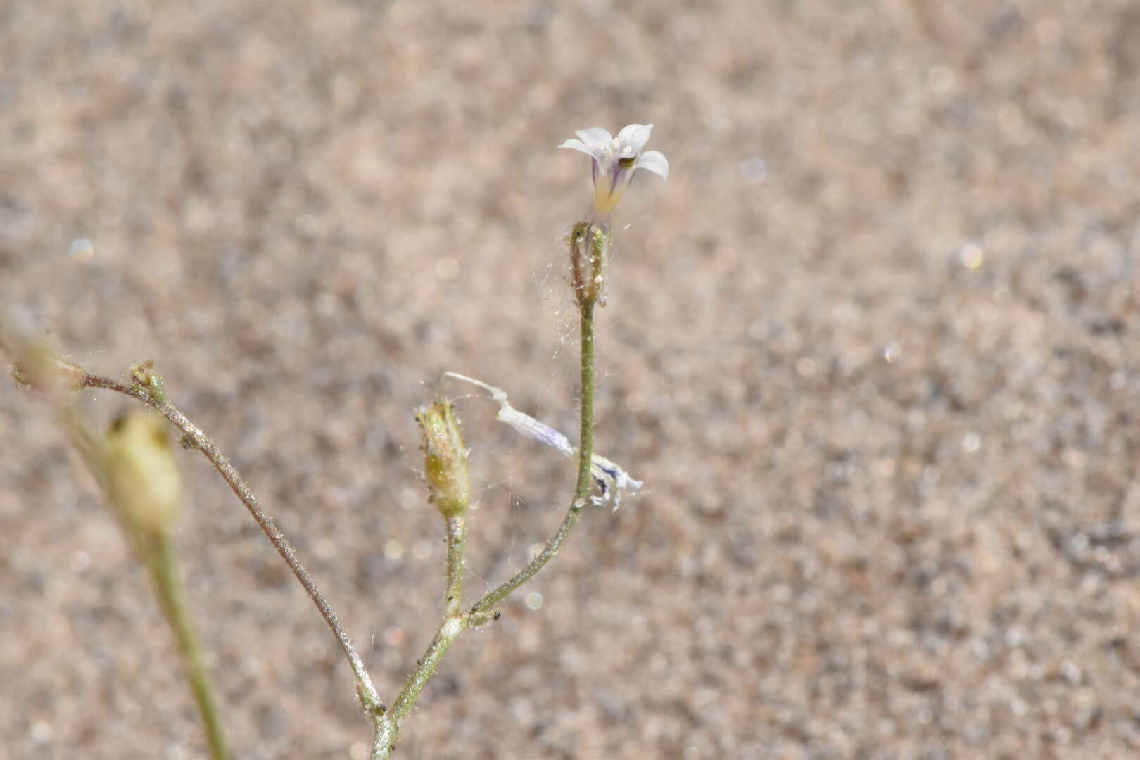 Image of Lott's gilia