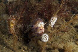 Image of slender facelina