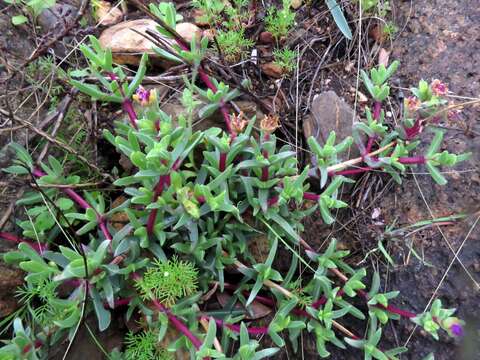 Image of Ruschia rubricaulis (Haw.) L. Bol.