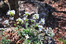 Image of Gray rockcress