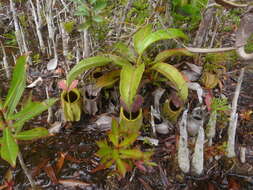 Image of Fanged pitcher plant