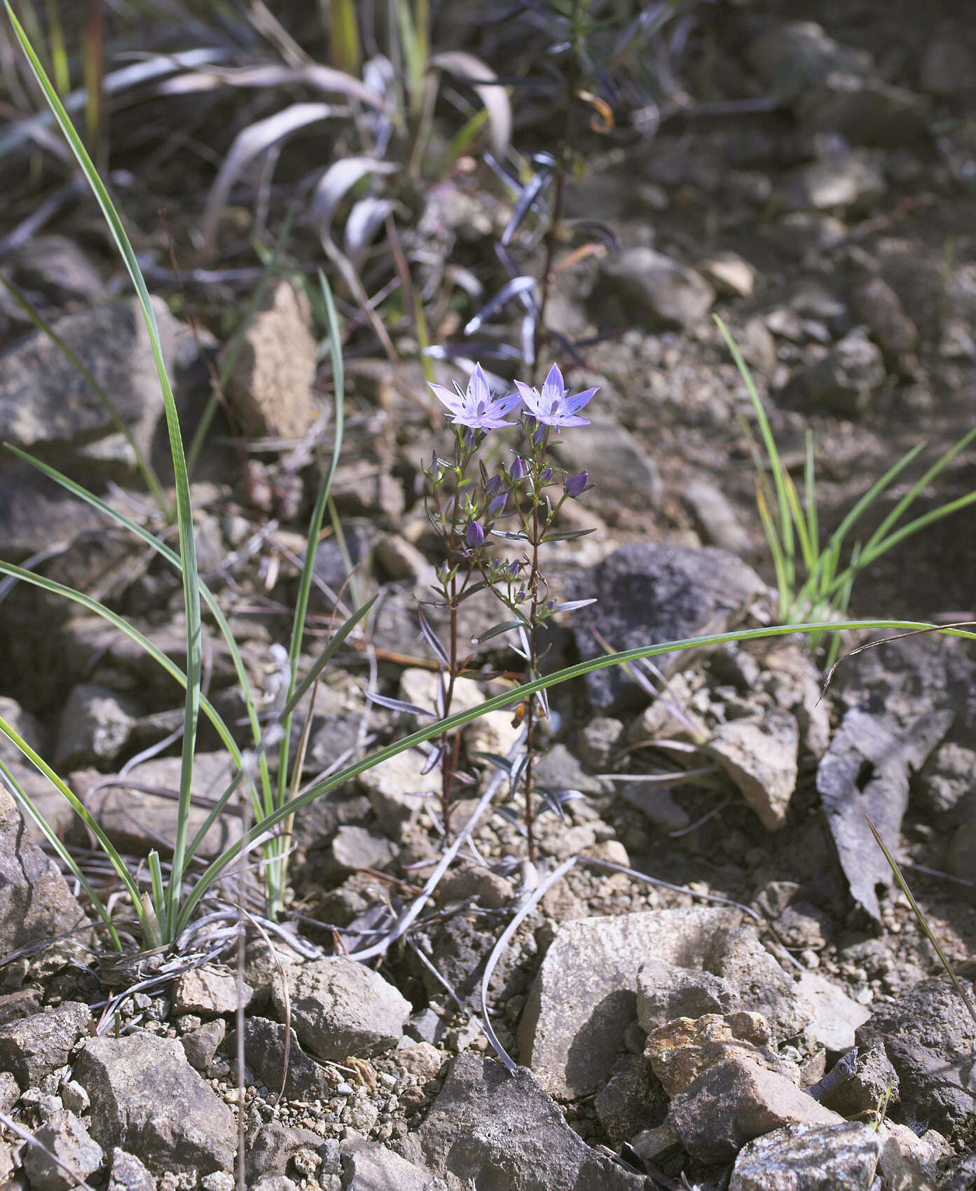 Image of Swertia pseudochinensis Hara