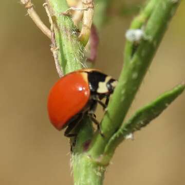 Image of Nine-spotted Lady Beetle