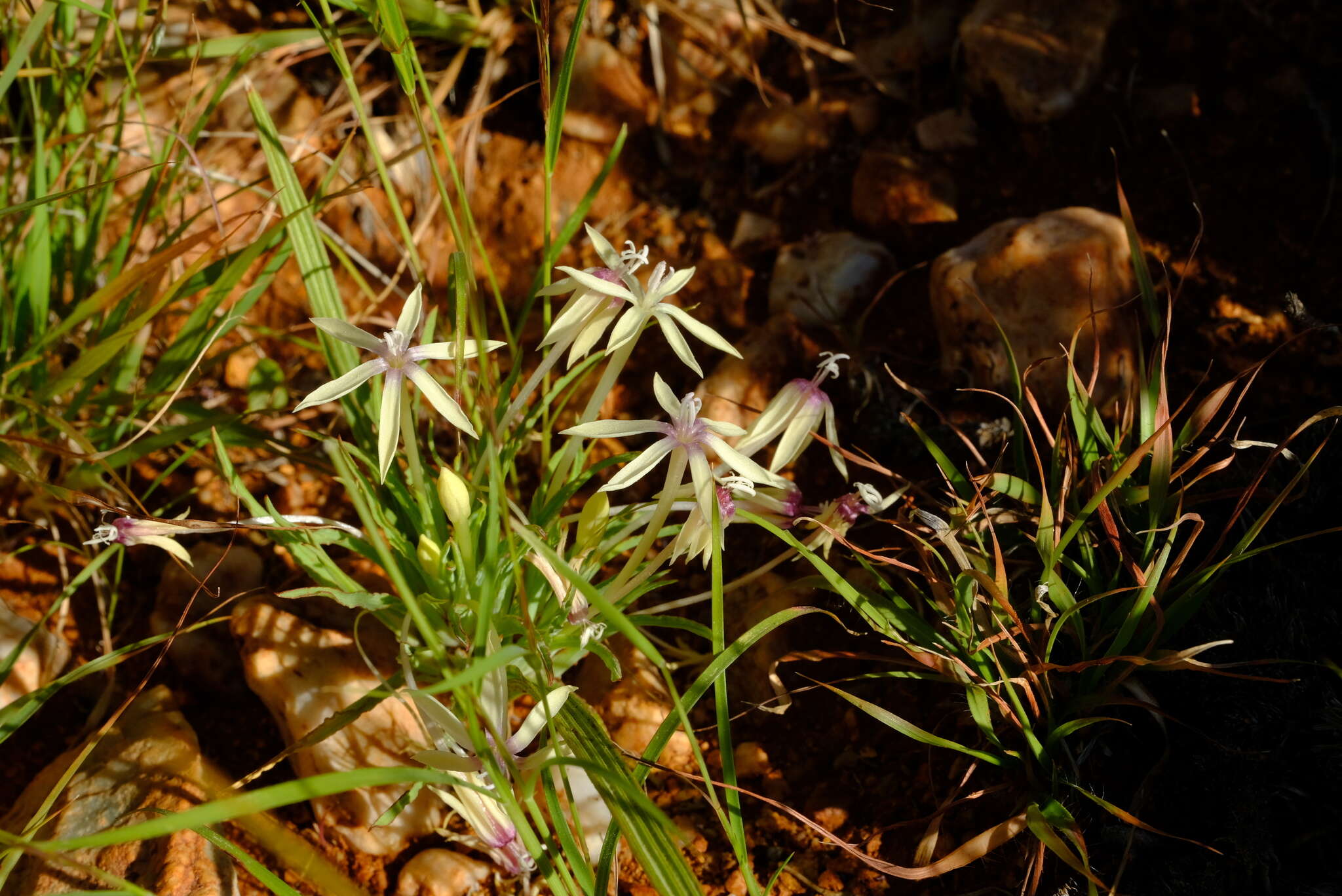 Image of Lapeirousia kalahariensis Goldblatt & J. C. Manning