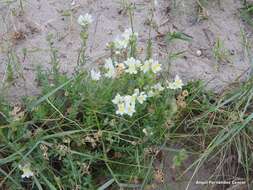 صورة Linaria supina subsp. maritima (DC.) M. Lainz