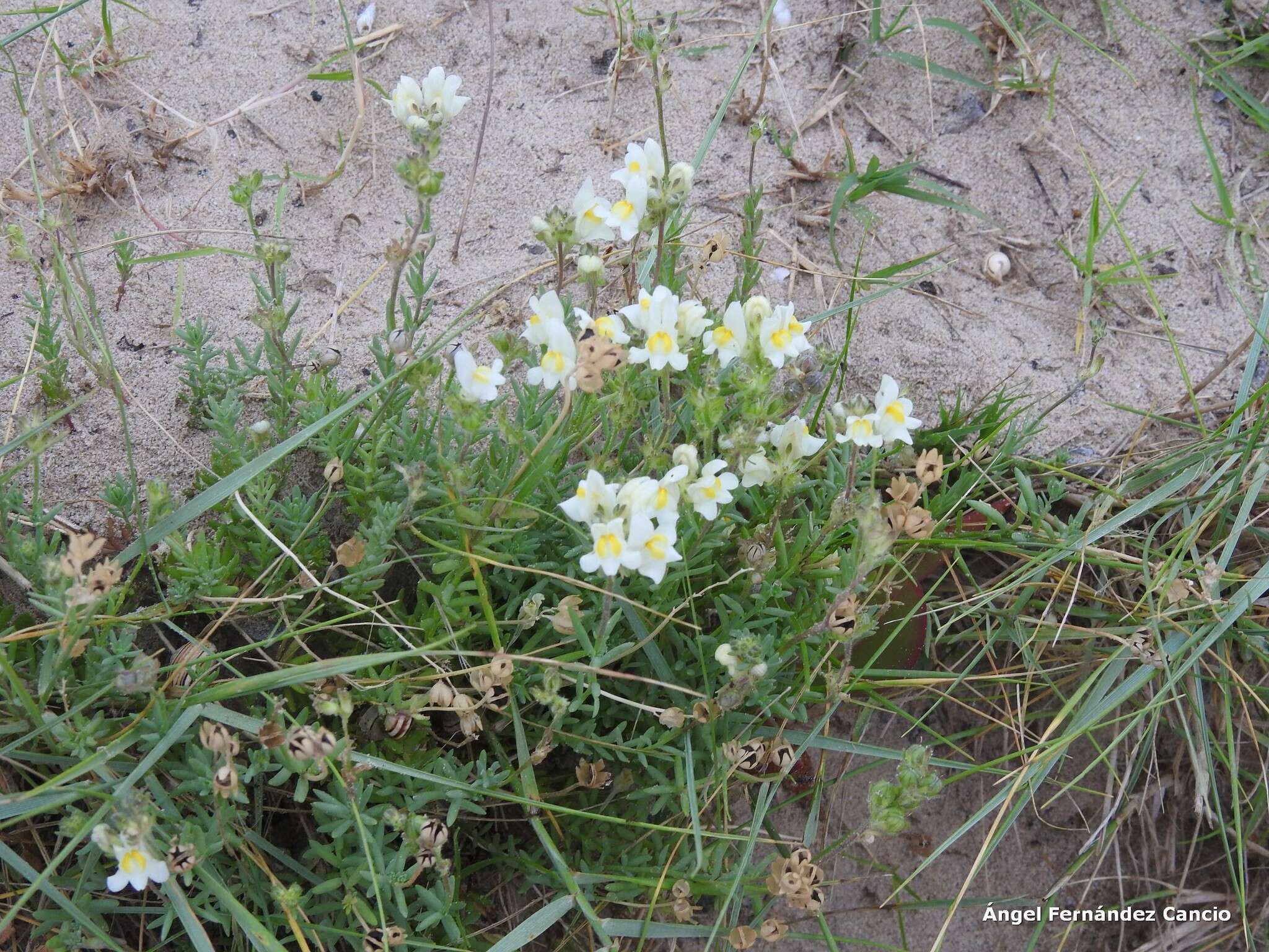 صورة Linaria supina subsp. maritima (DC.) M. Lainz