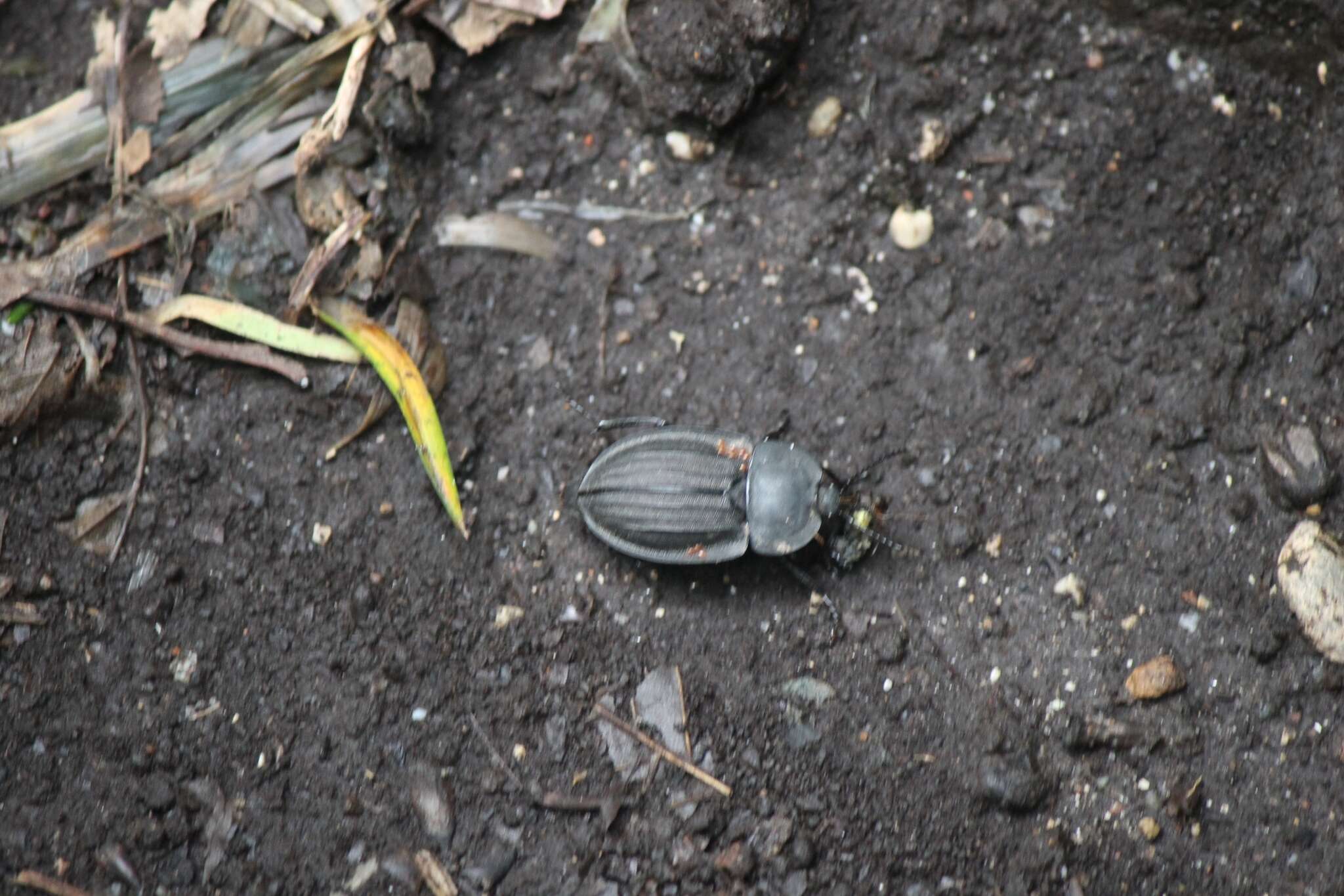 Image of Silpha (Silpha) carinata Herbst 1783