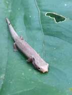 Image of Two-lined Mushroomtongue Salamander