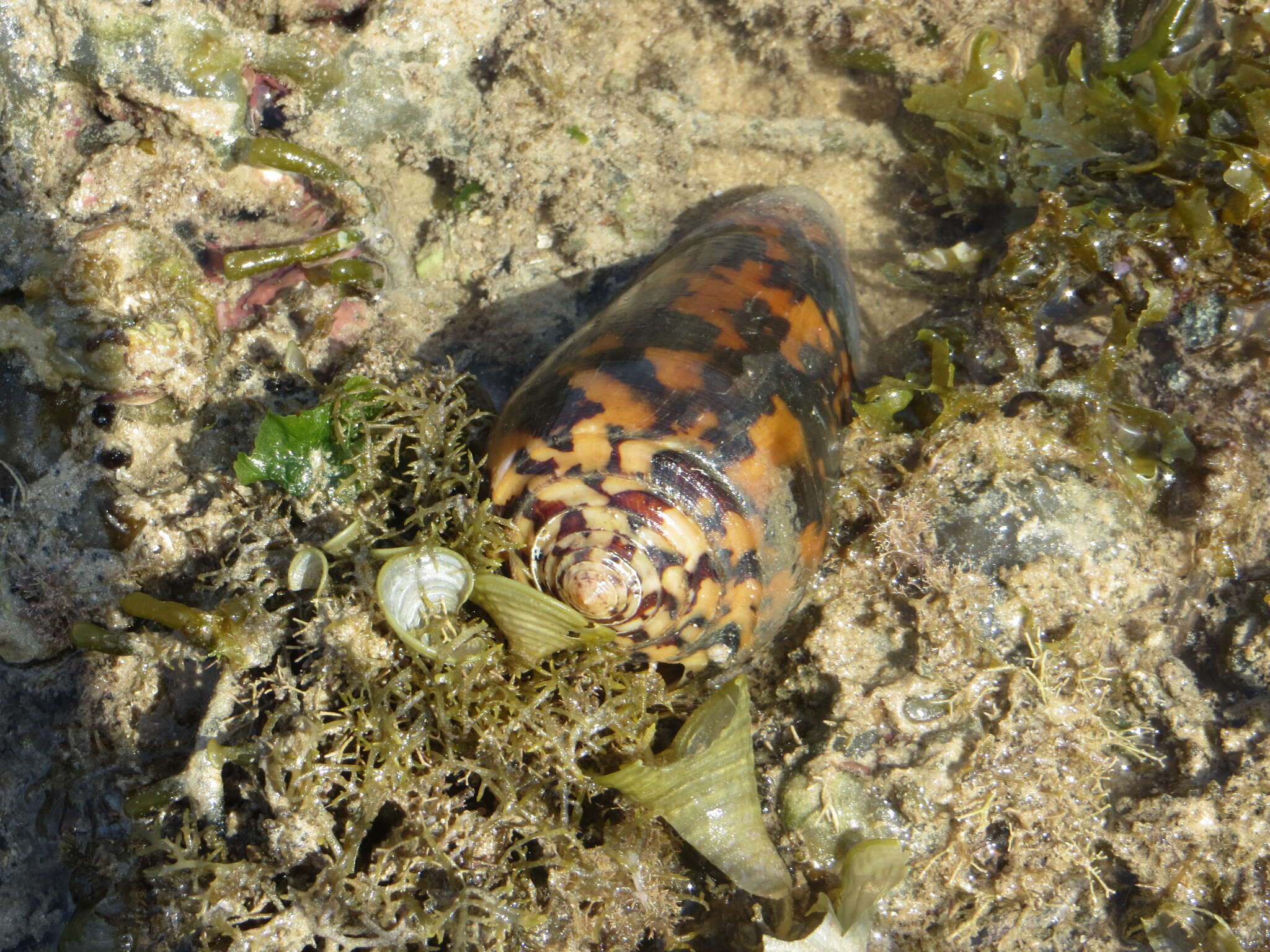 Image of Striated cone snail