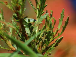 Image of Osteospermum muricatum subsp. muricatum