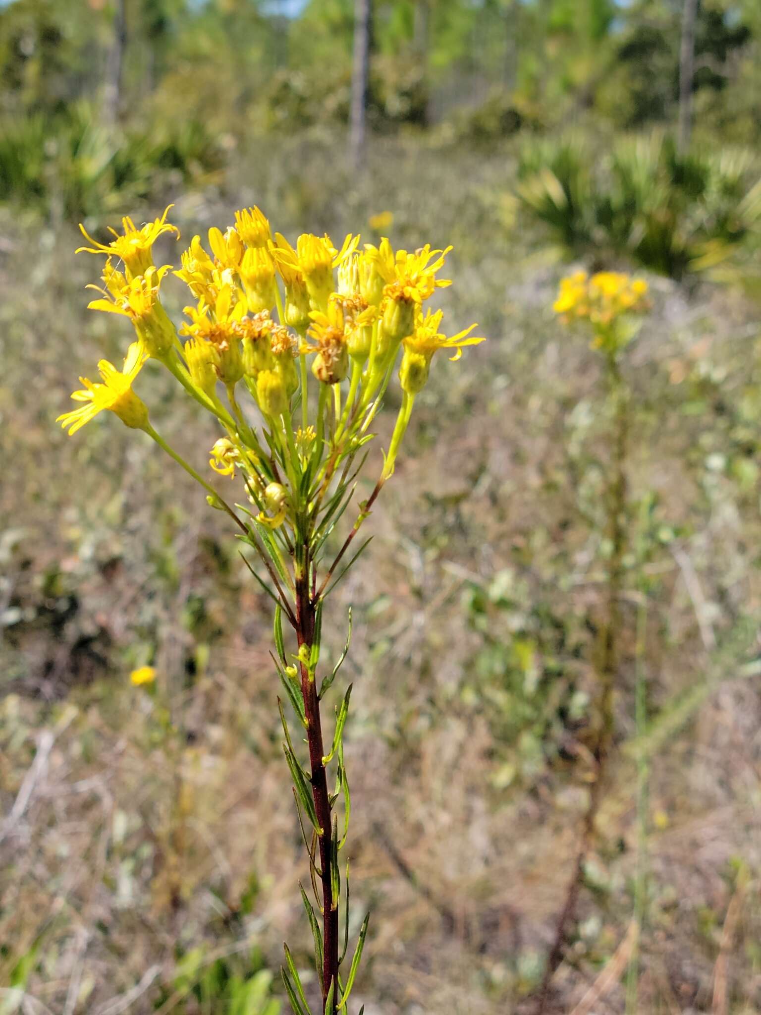 Image of <i>Chrysopsis <i>linearifolia</i></i> var. linearifolia