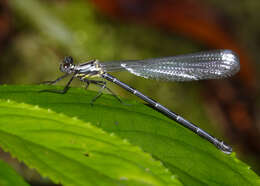 Image of azure flatwing