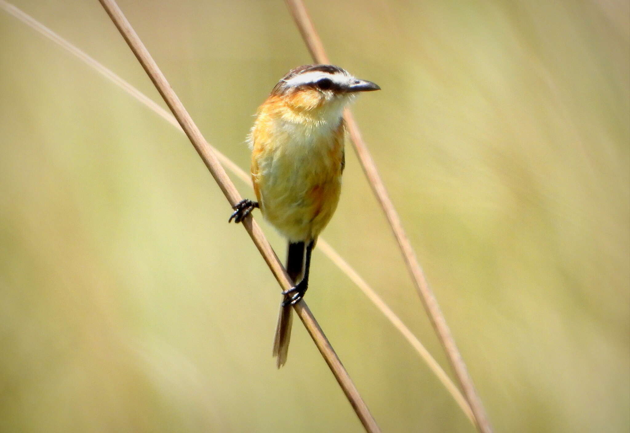 Image of Culicivora Swainson 1827