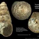 Image de <i>Tornatellides <i>subperforatus</i></i> subperforatus (Suter 1909)