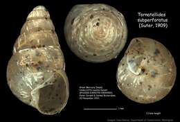 صورة <i>Tornatellides <i>subperforatus</i></i> subperforatus (Suter 1909)