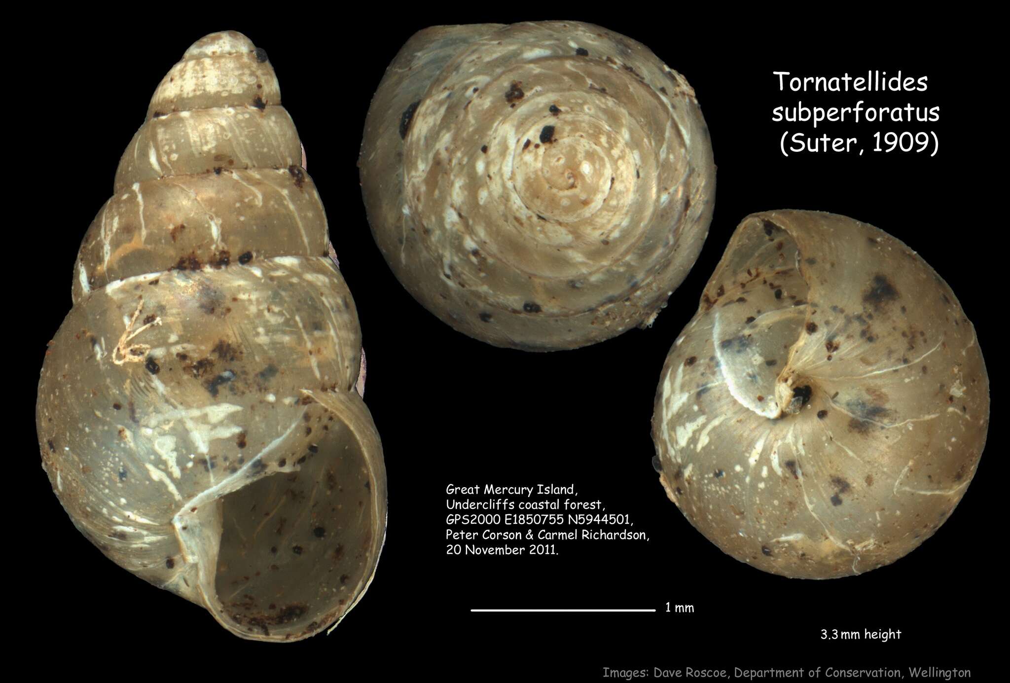 Image de <i>Tornatellides <i>subperforatus</i></i> subperforatus (Suter 1909)