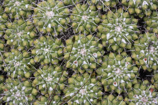 Image of Mammillaria compressa subsp. compressa