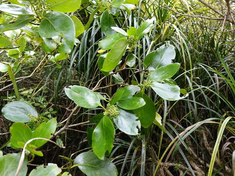 Image of Griselinia lucida (J. R. Forst. & G. Forst.) G. Forst.