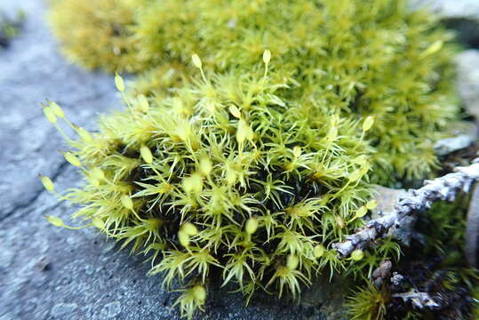 Image of <i>Racomitrium macounii</i> subsp. <i>alpinum</i> (E. Lawton) Frisvoll