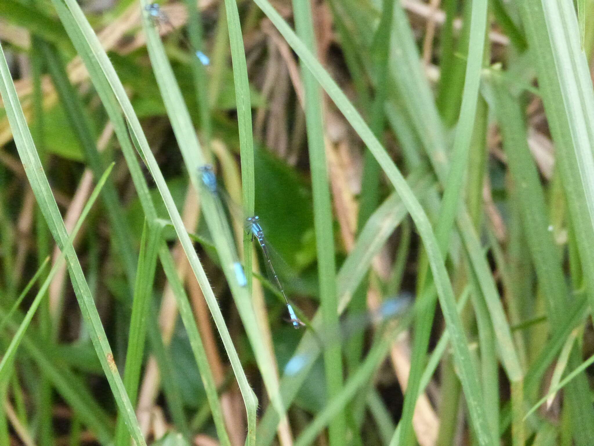 Image de Mesamphiagrion laterale (Selys 1876)