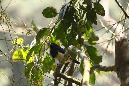 Image of Orange-fronted Barbet