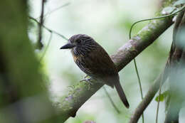 Image of Black-streaked Puffbird