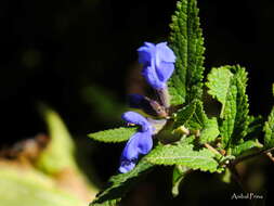 Imagem de Salvia cuspidata Ruiz & Pav.