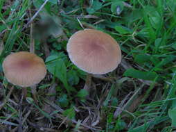 Image of Psilocybe subviscida (Peck) Kauffman 1918