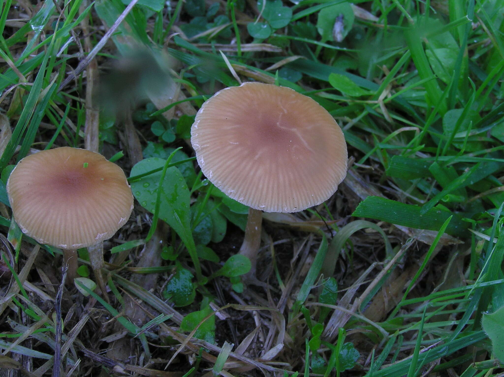 Image of Psilocybe subviscida (Peck) Kauffman 1918