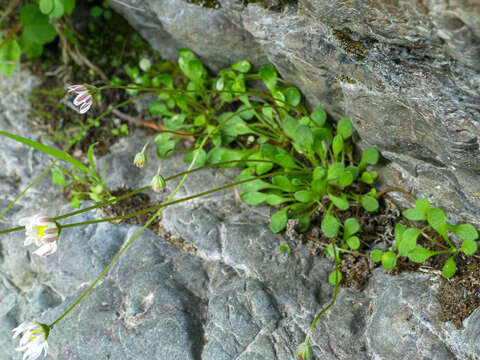 Image of Bellium bellidioides L.