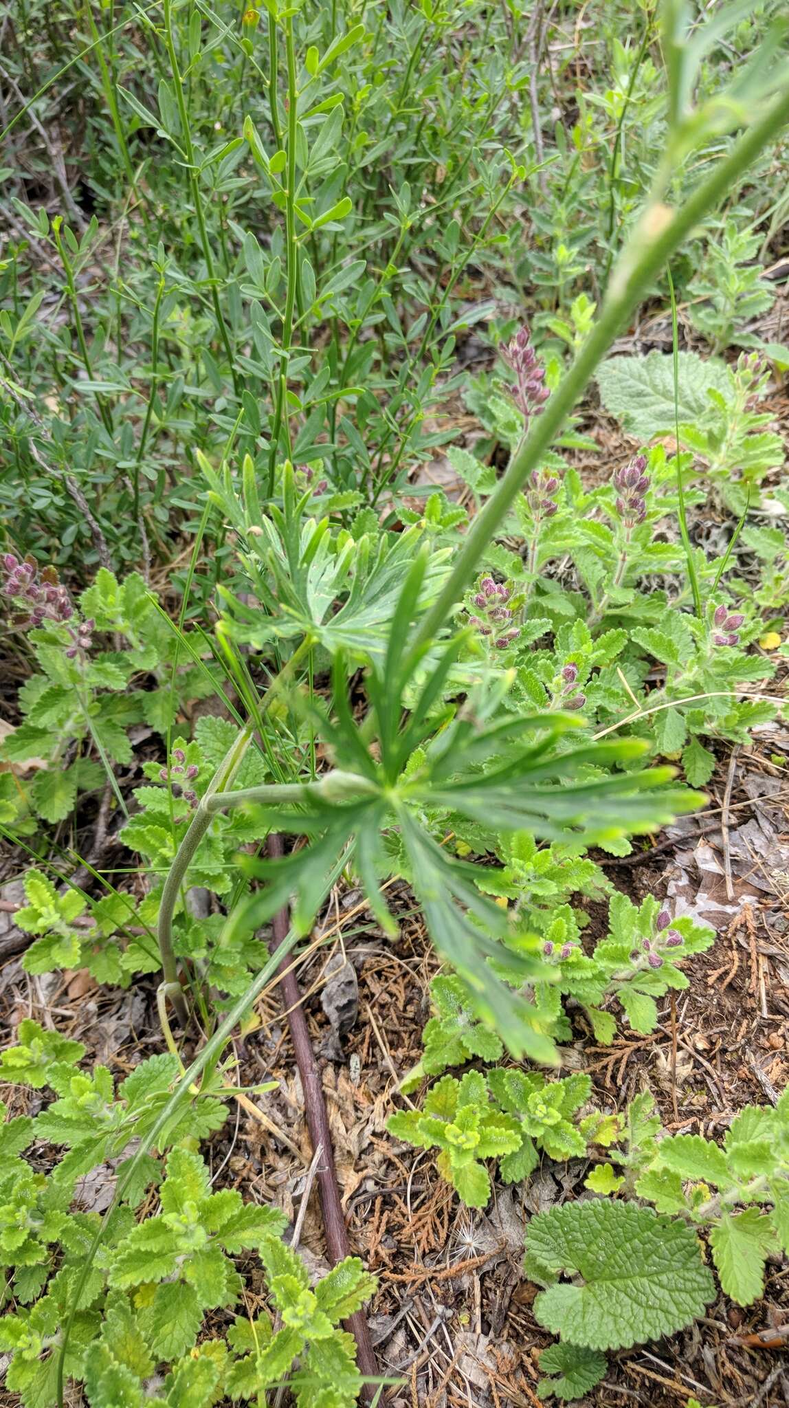 Image of Delphinium fissum Waldst. & Kit.