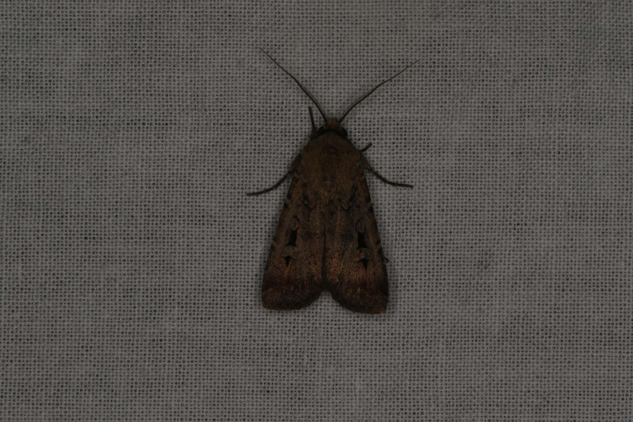 Image of Bogong moth
