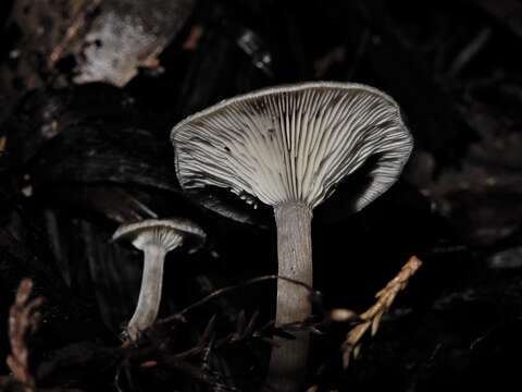 Image of Clitocybe brunneoceracea Cleland 1927