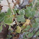 Image of Pelargonium otaviense Knuth