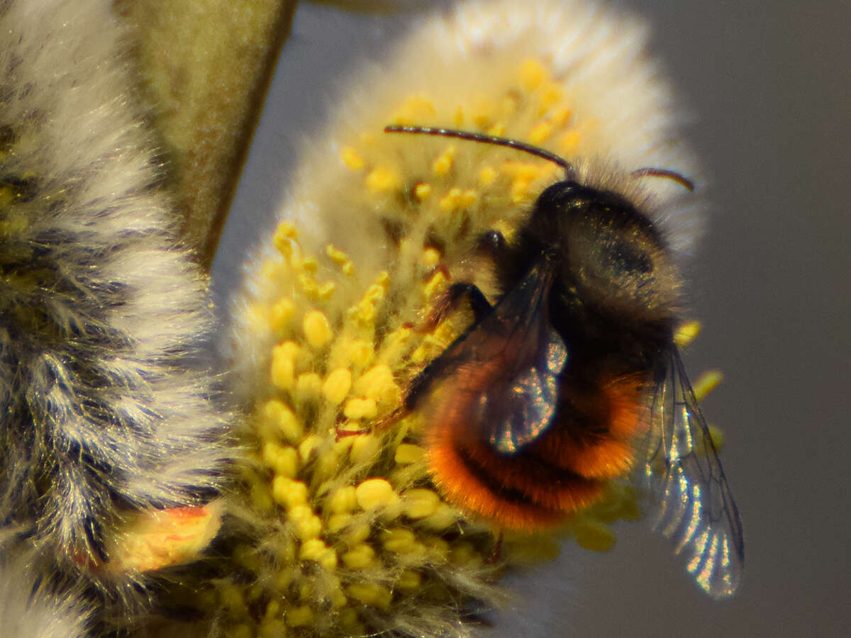 Image of Osmia cornuta (Latreille 1805)