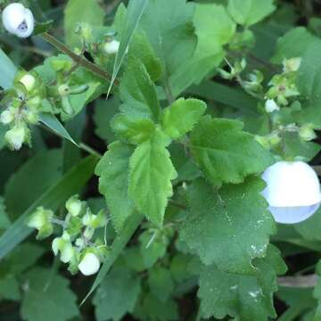 Image of Jovellana violacea (Cav.) G. Don