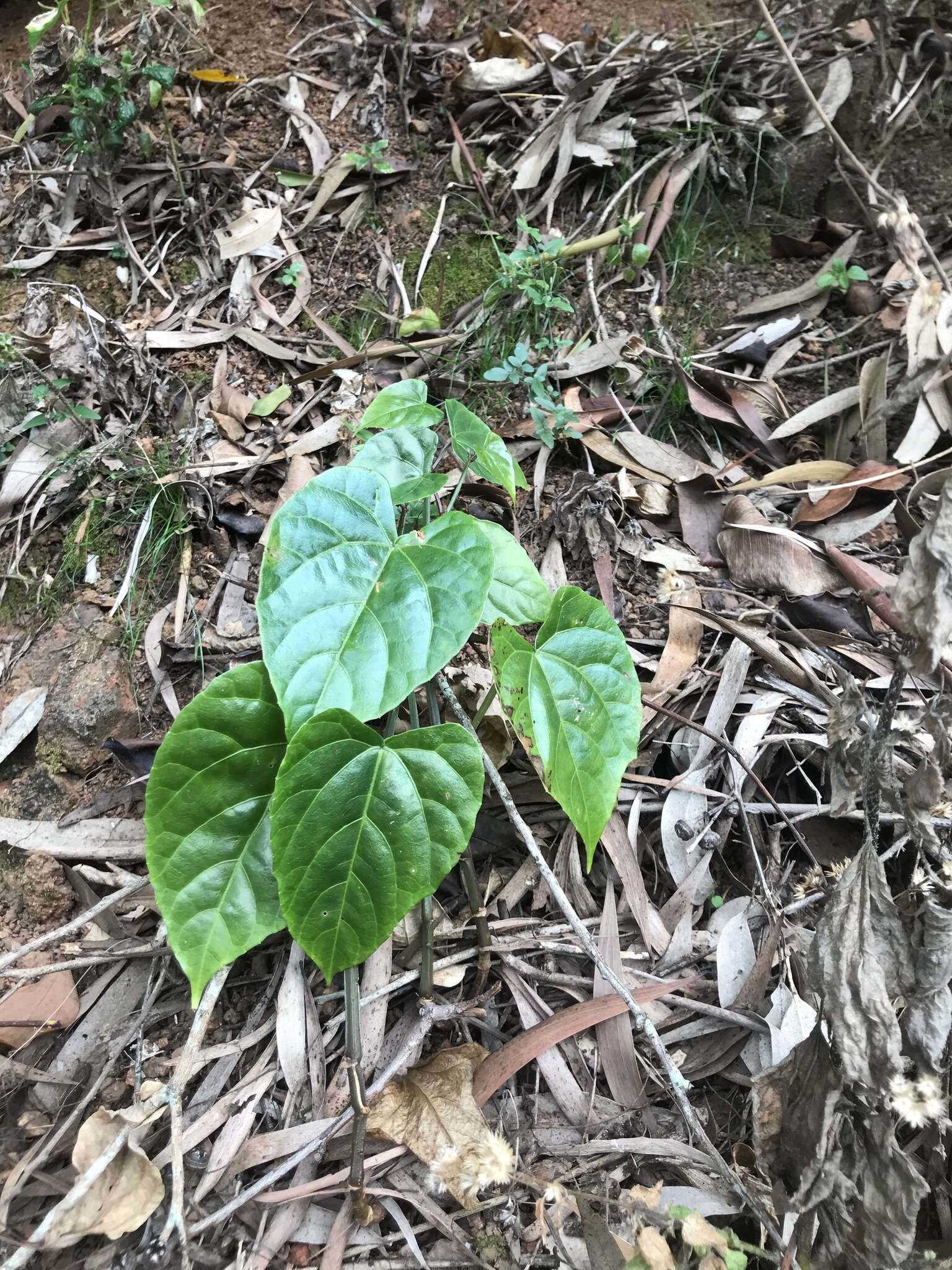 Image de Cissus hastata (Miq.) Planch.