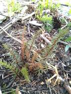 Image of Mare's Tail