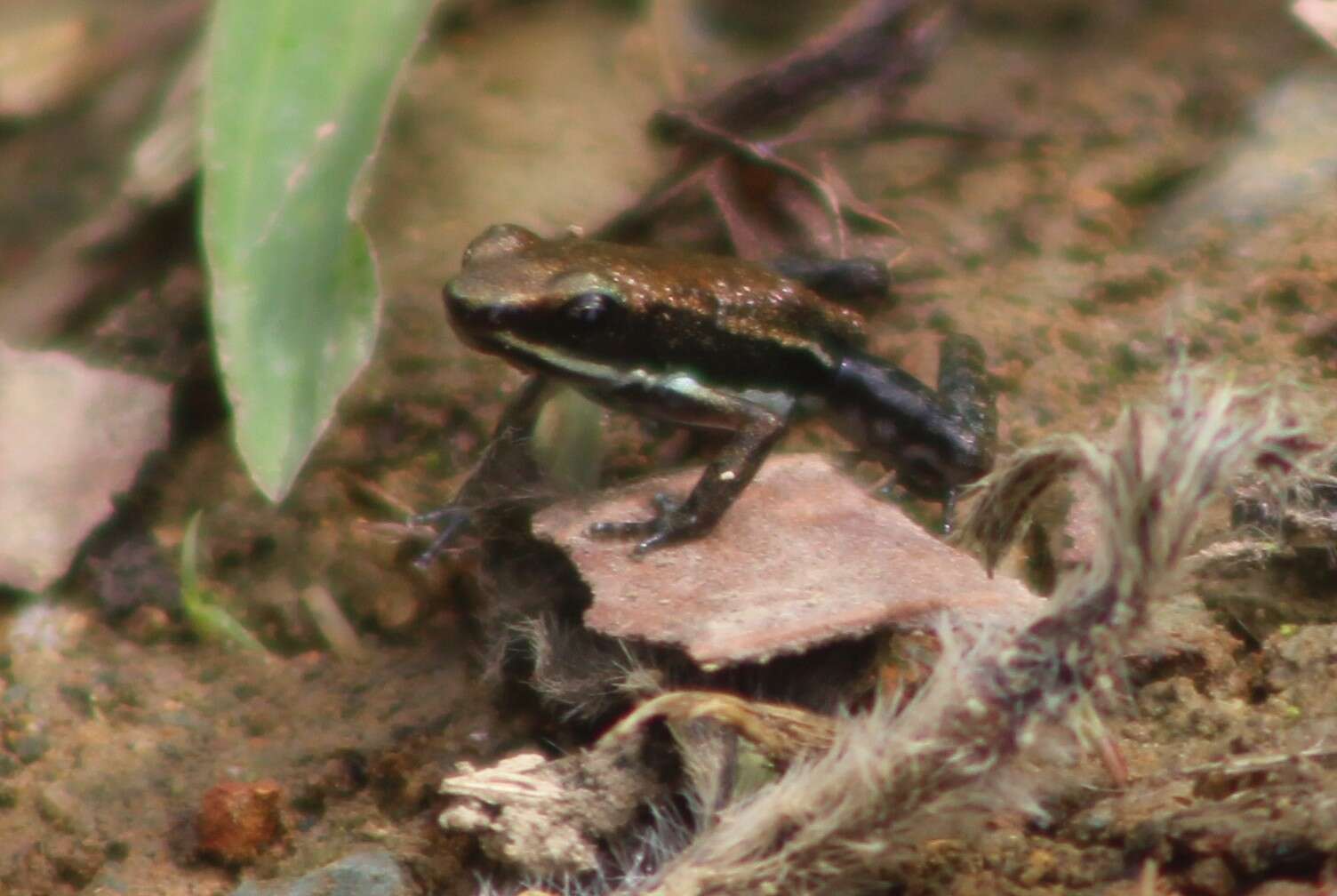 Image of Espinosa Poison Frog