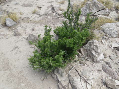 Image of Texas lignum-vitae