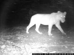 Image of Barbary lion