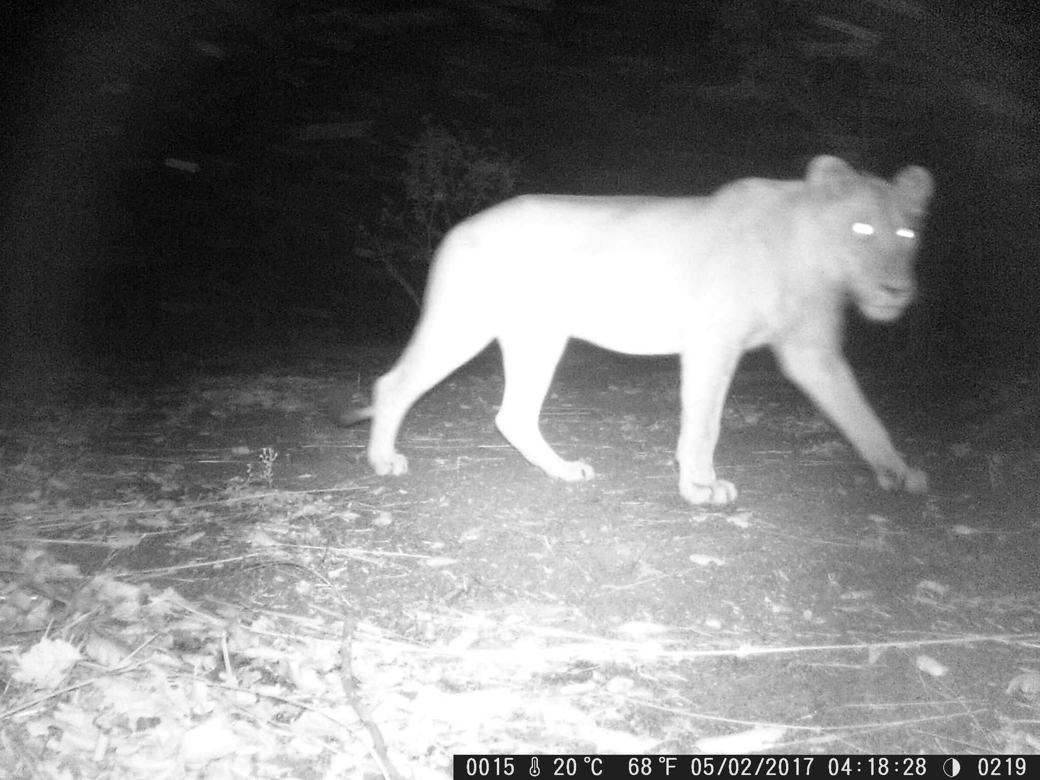 Image of Barbary lion