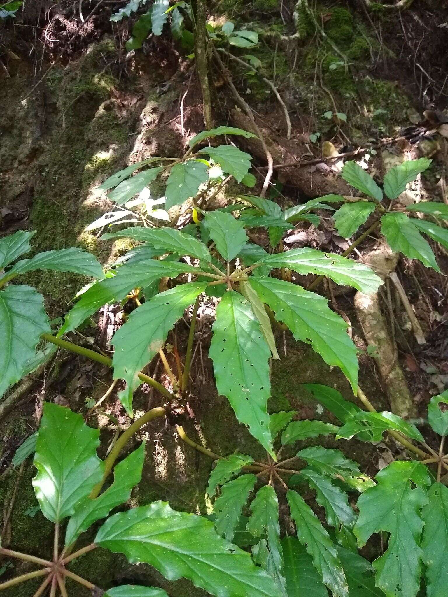 Image of Begonia carolineifolia Regel