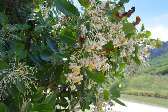 Image of Alexandrian Laurel