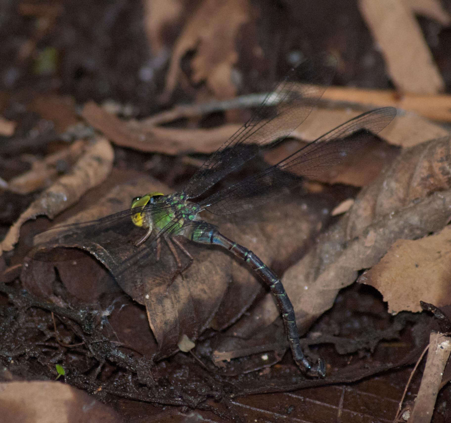 Image of Eastern Duskhawker