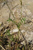 Image of Onobrychis arenaria subsp. arenaria